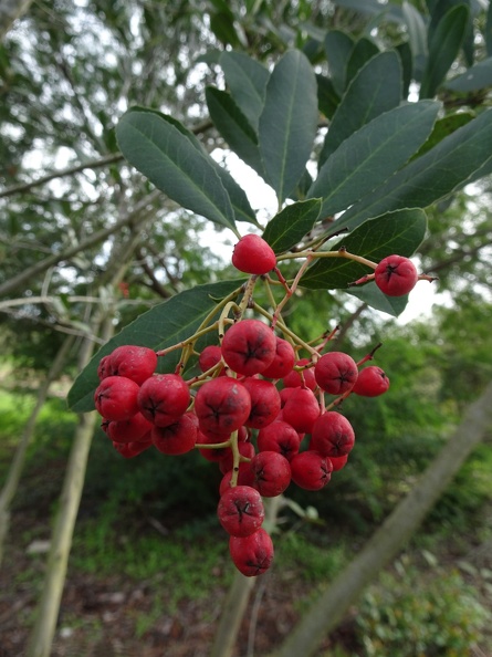 Heteromeles